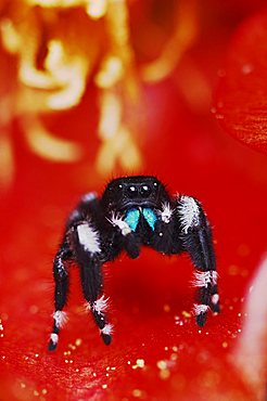 Daring Jumping Spider (Phidippus audax), adult in Texas Prickly Pear Cactus (Opuntia lindheimeri) blossom, Uvalde County, Hill Country, Central Texas, USA