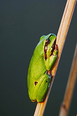 Common Tree Frog (Hyla arborea), adult resting on reed, National Park Lake Neusiedl, Burgenland, Austria, Europe