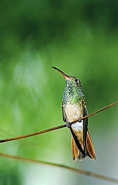 Buff-bellied Hummingbird, (Amazilia yucatanenensis), adult, Weslaco, Rio Grande Valley, South Texas, USA