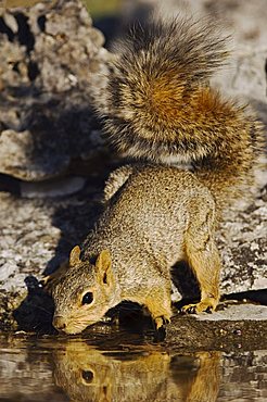 Eastern Fox Squirrel (Sciurus niger), adult drinking from spring fed pond, Uvalde County, Hill Country, Central Texas, USA