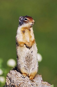 Columbian Ground Squirrel (Spermophilus columbianus), adult standing alert, Logan Pass, Glacier National Park, Montana, USA