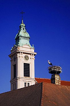 White Stork (Ciconia ciconia), adult on nest at church in Rust city, National Park Lake Neusiedl, Burgenland, Austria, Europe