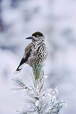 Spotted Nutcracker (Nucifraga caryocatactes), adult perched on frost covered Swiss Stone Pine (Pinus cembra), St. Moritz, Switzerland, Europe