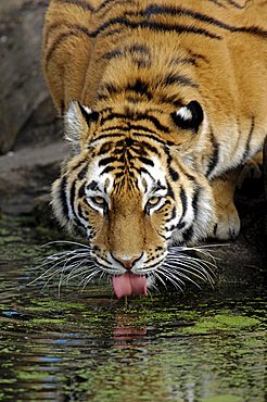 Siberian Tiger, Manchurian Tiger, Amur Tiger (Panthera tigris altaica), drinking