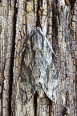 Convolvulus Hawk-Moth, hawkmoth (Agrius convolvuli), Schwaz, Tyrol, Austria, Europe