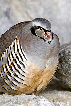 Rock Partridge (Alectoris graeca), Alpine Zoo, Innsbruck, Tyrol, Austria, Europe