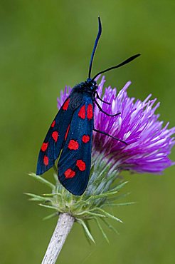 Variable Burnet Moth (Zygaena ephialtes), Lake Lutten, Mittenwald, Bavaria, Germany, Europe