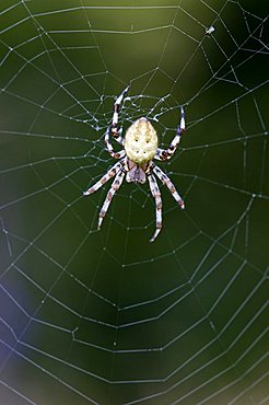 Four Spot Orb Weaver (Araneus quadratus), female, Riedener Lake, Lech Valley, Ausserfern, Tyrol, Austria, Europe