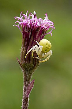 Goldenrod Crab Spider (Misumena vatia), Pillberg, Tyrol, Austria, Europe