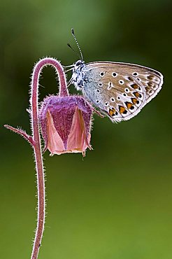 Common Blue butterfly (Polyommatus icarus), Schwaz, North Tyrol, Austria, Europe