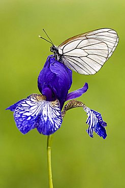 Black-veined White (Aporia crataegi), Filz, Woergl, Tyrol, Austria, Europe