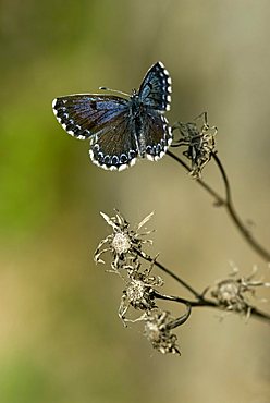 Large Blue Buttefly (Lycaena arion), Feldthurns, Bolzano-Bozen, Italy, Europe