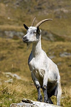 Passeirer mountain goat, Ober-Glanegg alpine pasture, Timmelsjoch ridge, Hinterpasseier, Bolzano-Bozen, Italy, Europe