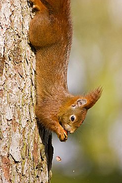 Red Squirrel (Sciurus vulgaris) hanging from a tree, nibbling a nut, Bremen, Germany, Europe