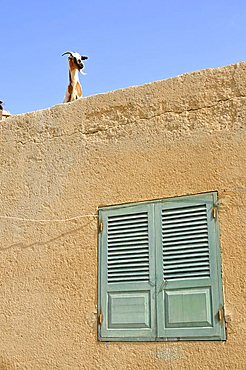 Goat on the roof of a building, Sal Rei, Boa Vista Island, Republic of Cape Verde, Africa