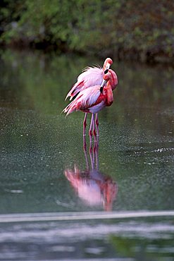 American Flamingo or Carribean Flamingo (Phoenicopterus ruber), Insel Floreana, Galapagos Inseln, Galapagos Islands, Ecuador, South America