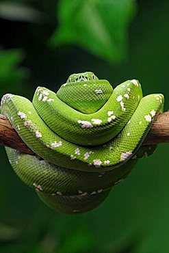 Green Tree Pythons (Morelia viridis)