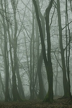 Fog in the Seilerwald forest, Iserlohn, Sauerland area, North Rhine-Westphalia, Germany, Europe