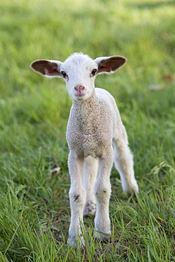 Easter lamb, sheep (Ovis orientalis Aries)