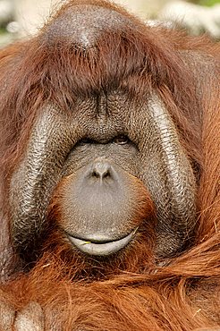 Northwest Bornean Orangutan (Pongo pygmaeus pygmaeus), male