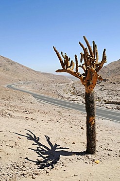 Candelabra cactus, road, Atacama desert, desert mountains, Arica, Norte Grande, northern Chile, Chile, South America