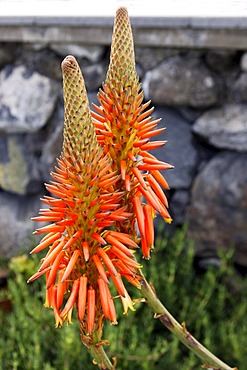 Flowering Aloe Vera, Madeira