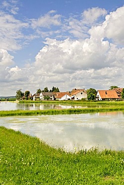 Aischgrund carp ponds at Gottesgab near Uehlfeld, Middle Franconia, Bavaria, Germany, Europe