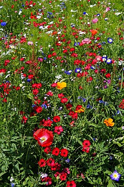 Blooming, colourful flowers, wild flowers, bee pasture