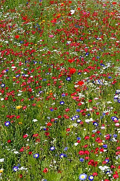 Blooming, colourful flowers, wild flowers, bee pasture