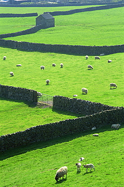 Swaledale, Yorkshire Dales National Park, Yorkshire, England, United Kingdom, Europe