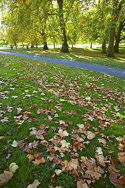 Autumn leaves, Green Park, London, England, United Kingdom, Europe