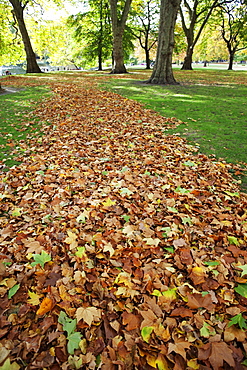 Autumn leaves, St. James's Park, London, England, United Kingdom, Europe