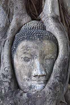 Buddha head in Wat Mahathat, Ayutthaya Historical Park. UNESCO World Heritage Site, Ayutthaya, Thailand, Southeast Asia, Asia