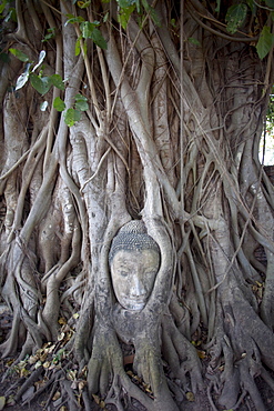 Buddha head in Wat Mahathat, Ayutthaya Historical Park. UNESCO World Heritage Site, Ayutthaya, Thailand, Southeast Asia, Asia