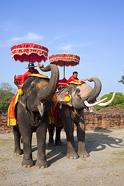 Elephants, Ayutthaya Historical Park, Ayutthaya, Thailand, Southeast  Asia, Asia