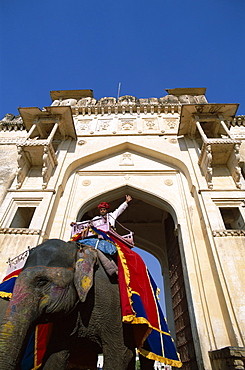 Decorated elephant walking through gateway, Amber Fort, Jaipur, Rajasthan, India, Asia