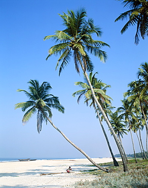 Palm trees, Colva Beach, Goa, India, Asia