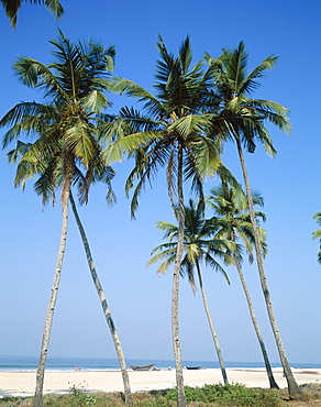 Palm trees, Colva Beach, Goa, India, Asia