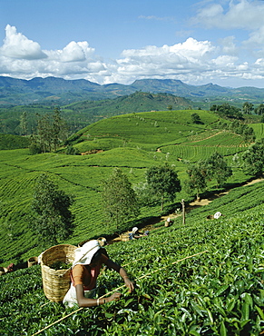 Tea Pickers in tea plantation, Nuwara Eliya, Sri Lanka, Asia