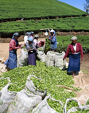 Weighing tea on a tea estate, Nuwara Eliya, Sri Lanka, Asia