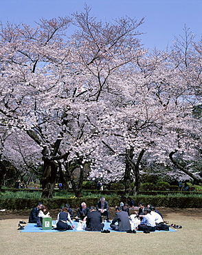 People partying under cherry blossoms, Shinjuku Park, Shinjuku, Tokyo, Honshu, Japan, Asia