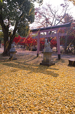 Torii gate and autumn leaves, Nara Park, Nara, Honshu, Japan, Asia