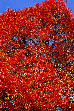 Autumn colours in Sheffield Park Garden, Sussex, England, United Kingdom, Europe