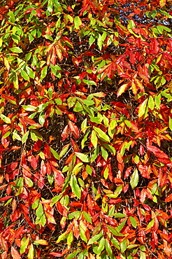 Autumn colours in Sheffield Park Garden, Sussex, England, United Kingdom, Europe