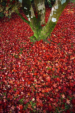 Autumn leaves in Sheffield Park Garden, Sussex, England, United Kingdom, Europe