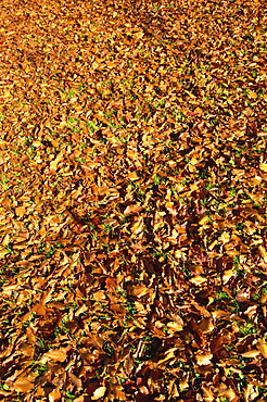 Autumn leaves in Sheffield Park Garden, Sussex, England, United Kingdom, Europe