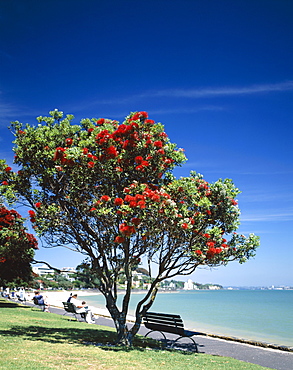 Mission Bay Beach and Pohutakawa tree, Auckland, North Island, New Zealand, Pacific