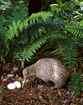 Little spotted kiwi with eggs, North Island, New Zealand, Pacific