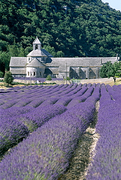 Senanque Abbey (Abbaye de Senanque) and lavender fields, Gordes, Provence, France, Europe