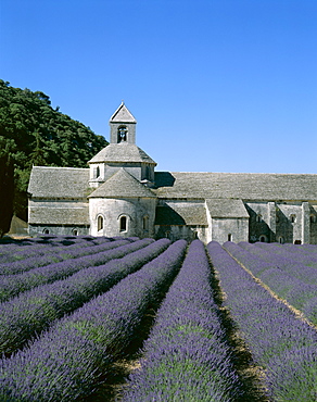 Senanque Abbey (Abbaye de Senanque) and lavender fields, Gordes, Provence, France, Europe